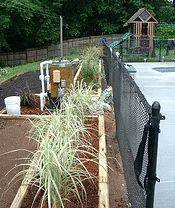 Spacing ornamental grass for screening