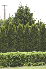 Spacing a dense evergreen screen