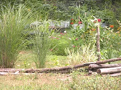 Spacing ornamental grass