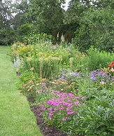 Spacing a dense perennial border1