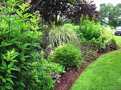 Spacing an open mixed border