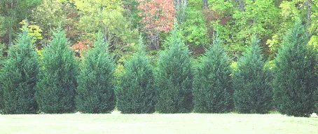 Spacing a lot line planting