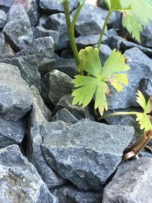 Perennials will struggle to push through landscape rock