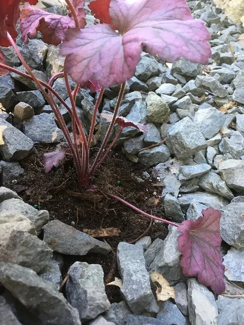 Landscape rock and fabric should be kept clear away from plants. As the plant grows the opening needs to be expanded to accommodate larger plant base
