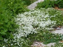 Groundcover for a slope by Midwest Gardening