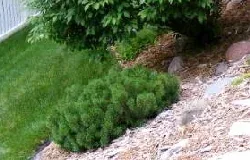 Mugho Pine flat growing shrub by Midwest Gardening