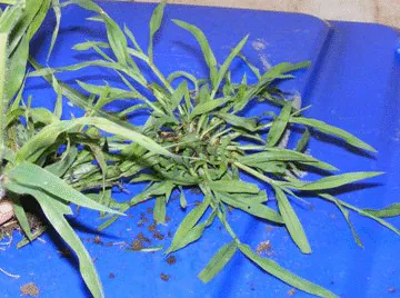Crabgrass by Midwest Gardening