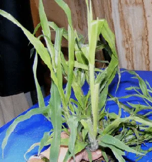 Quackgrass by Midwest Gardening