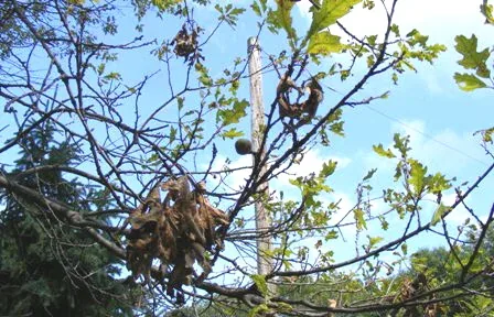 Stressed Oak Tree by Midwest Gardening