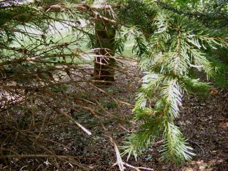 Drought stressed evergreen tree by Midwest Gardening