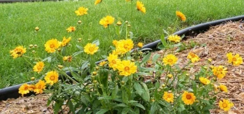 Jethro Tull Coreopsis by Midwest Gardening