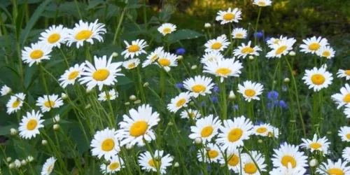 African Daisy by Midwest Gardening
