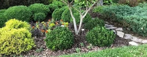 Compact Shrubs