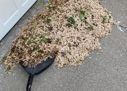 Seed mess