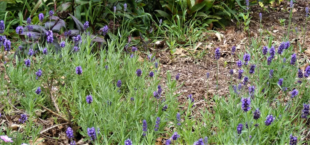 Lavendula Oxford Gem Zone 4 by Midwest Gardening