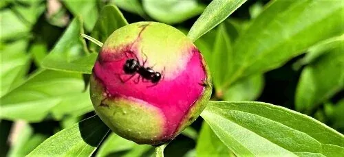 Peony Bud by Midwest Gardening