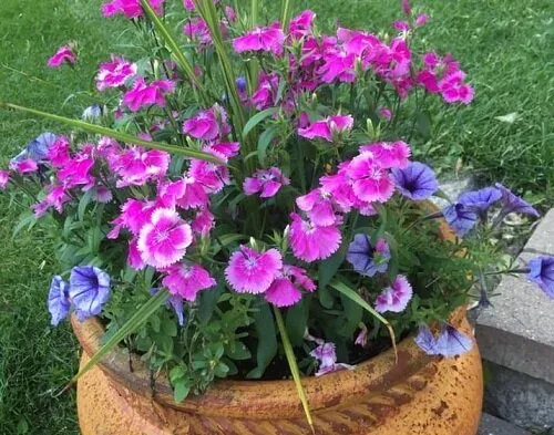 Perennial Dianthus by Midwest Gardening