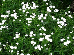 Achillea The Pearl