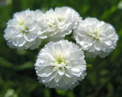Yarrow The Pearl blooms by TANAKA