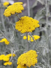 Achillea Coronation Gold by Drew Avery