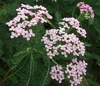 Achillea Oertel s Rose