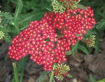 Achillea Paprika