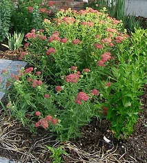 Achillea Paprika by Lynn Gardner