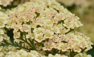 Achillea Peachy Seduction flowers by Midwest Gardening