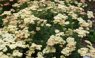 Achillea Peachy Seduction by Midwest Gardening