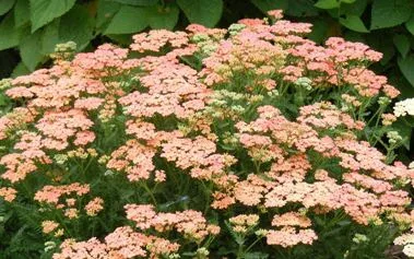 Achillea Pineapple mango by Midwest Gardening