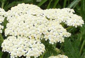 Achellea millefolium Summer Pastels Yarrow blooms by Midwest Gardening