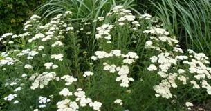 Achellea millefolium Summer Pastels Yarrow by Midwest Gardening