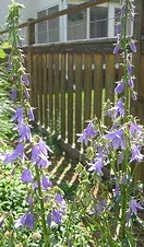 Adenophora common lady bells or grannybells