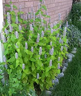 Agastache Blue Fortune