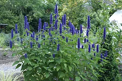 Agastache foeniculum