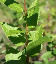 Agastache leaves by Peter Gorman