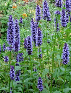 Agastache Black Adder