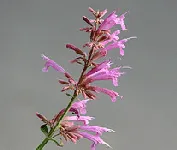 Agastache Tutti Frutti