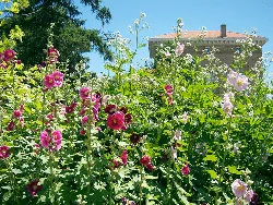 Alcea Rosea Hollyhock biennial by beautiful cataya