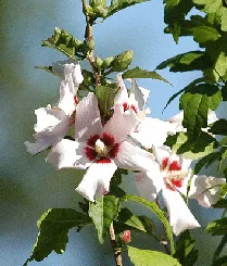 Alcea Rosea Hollyhock biennial by Jimmy Smith