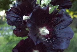 Alcea Rosea Hollyhock black by green garden vienna