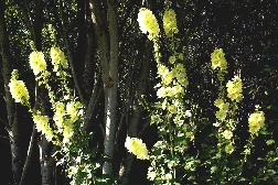 Alcea rugosa Perennial Russian Hollyhock by Jacki de