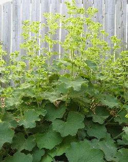 Alchemilla