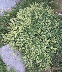 Alchemilla alpina by Barbol