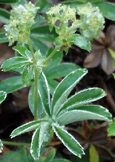Alchemilla alpina foliage by Barbol