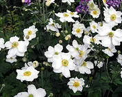 Anemone Honorine Jobert by Nick Burns