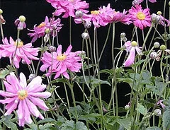 Anemone Prince Henry