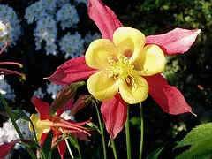 Aquilegia McKana Hybrid