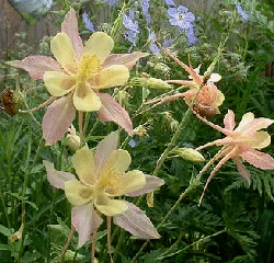Aquilegia McKana Giant by Henry