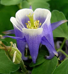 Aquilegia Winky Blue and White